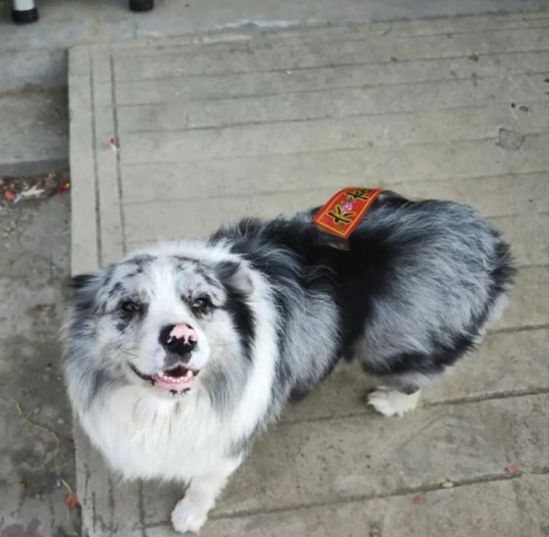 Chutou looking up, wearing a bandana