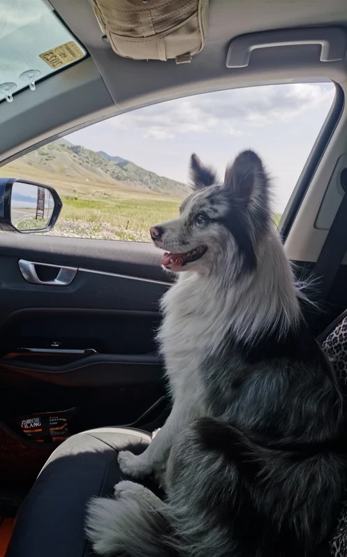 Chutou riding shotgun on a road trip